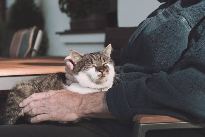 猫に関する『うわさ話・迷信』5選　どこまで本当なの？気になる真相をご紹介