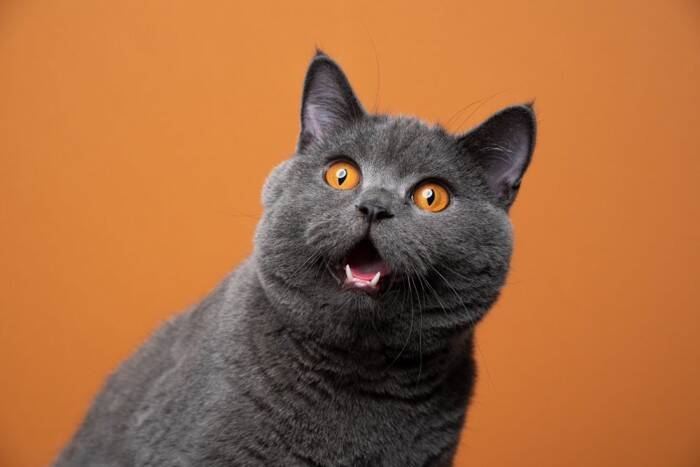 猫に関する『うわさ話・迷信』5選　どこまで本当なの？気になる真相をご紹介