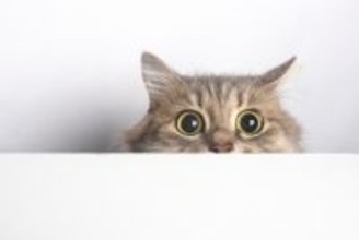 猫が『緊張状態』になっているときのサイン3選　不安を感じやすい場面や落ち着かせる接し方