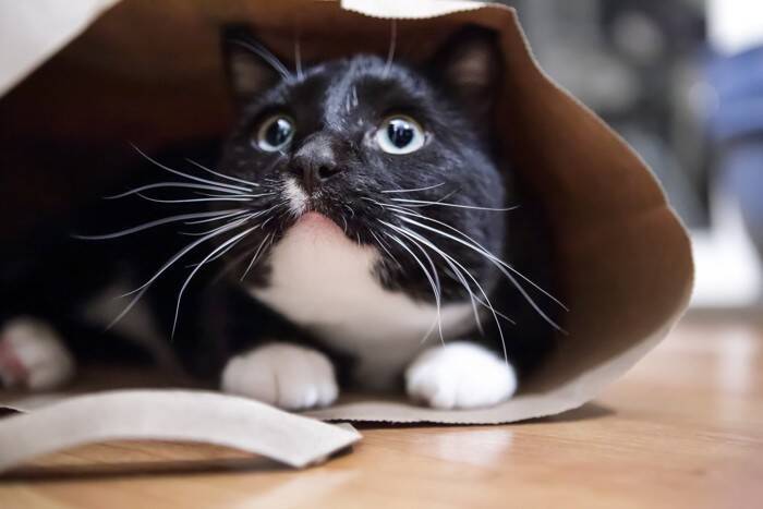 猫が『緊張状態』になっているときのサイン3選　不安を感じやすい場面や落ち着かせる接し方