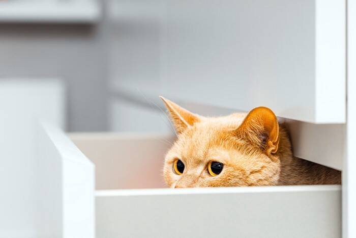 猫が『緊張状態』になっているときのサイン3選　不安を感じやすい場面や落ち着かせる接し方