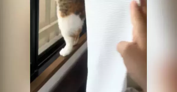 窓辺にいる猫を見たら、予想外の体勢で『ニャルソック』をしていて…微笑ましい瞬間が10万再生「すごいｗ」「かわいくて笑った」