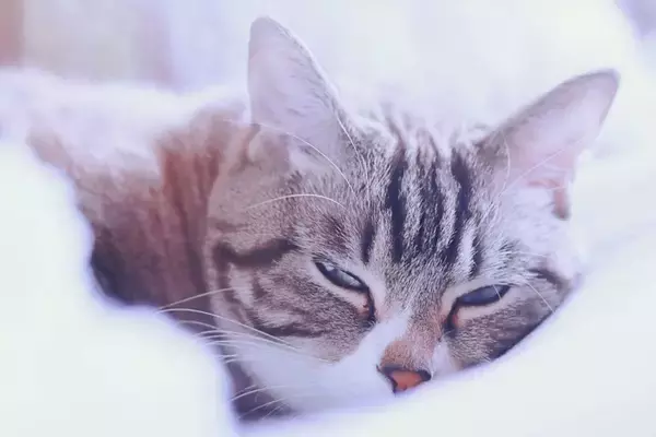 猫が『寝てるフリ』をしているときの理由3選　本当に眠いの？隠されている気持ちとは