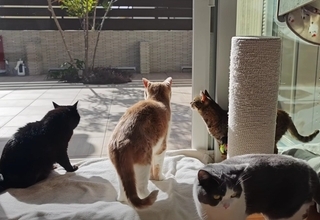 猫好き夫婦が『猫と暮らし始めた9割の人が感じる事』を発表したら…幸せすぎる結論に「いい言葉ですね」「本当にそう思います」共感の声多数