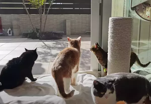 猫好き夫婦が『猫と暮らし始めた9割の人が感じる事』を発表したら…幸せすぎる結論に「いい言葉ですね」「本当にそう思います」共感の声多数