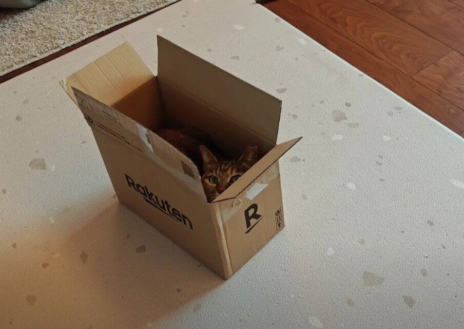 猫好き夫婦が『猫と暮らし始めた9割の人が感じる事』を発表したら…幸せすぎる結論に「いい言葉ですね」「本当にそう思います」共感の声多数