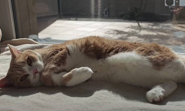 猫好き夫婦が『猫と暮らし始めた9割の人が感じる事』を発表したら…幸せすぎる結論に「いい言葉ですね」「本当にそう思います」共感の声多数