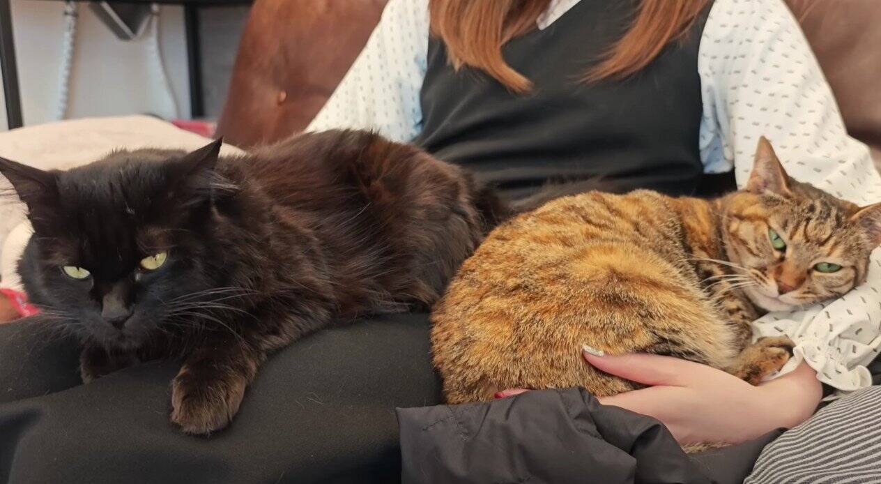 猫好き夫婦が『猫と暮らし始めた9割の人が感じる事』を発表したら…幸せすぎる結論に「いい言葉ですね」「本当にそう思います」共感の声多数