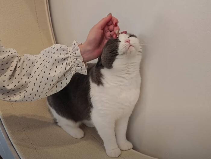 猫好き夫婦が『猫と暮らし始めた9割の人が感じる事』を発表したら…幸せすぎる結論に「いい言葉ですね」「本当にそう思います」共感の声多数