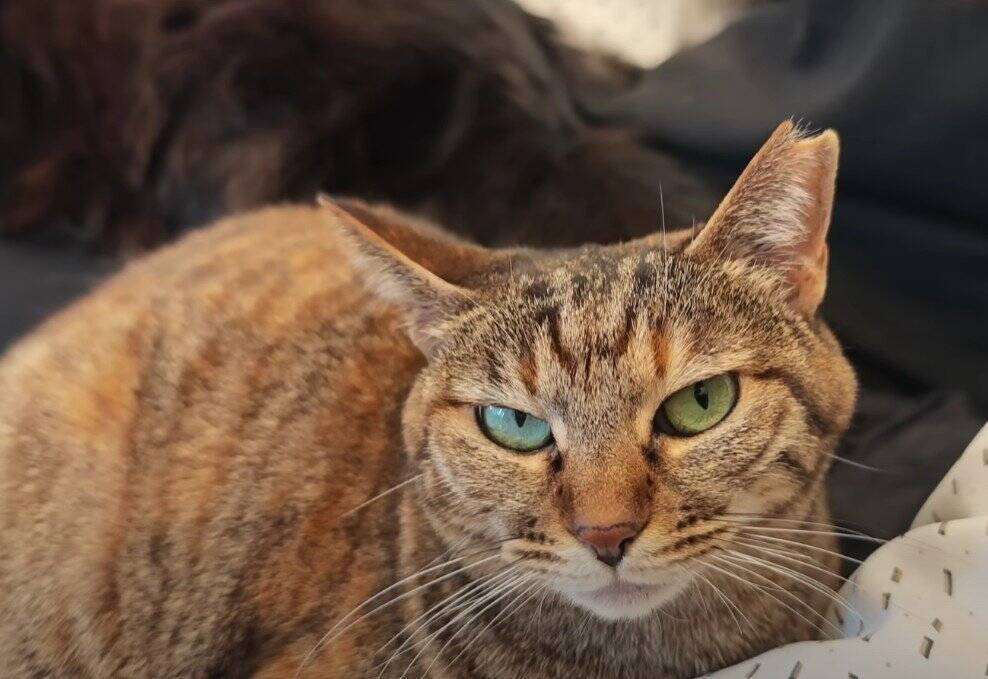 猫好き夫婦が『猫と暮らし始めた9割の人が感じる事』を発表したら…幸せすぎる結論に「いい言葉ですね」「本当にそう思います」共感の声多数