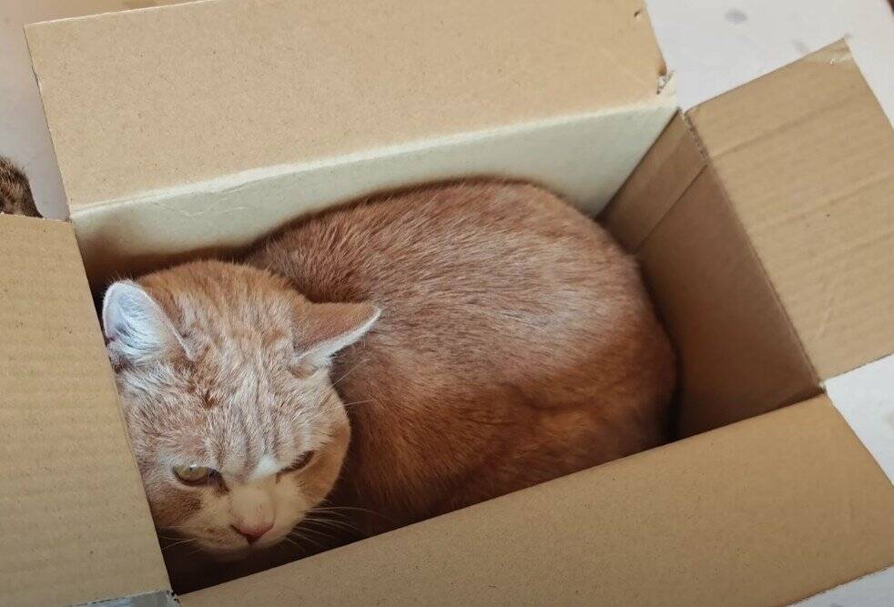 猫好き夫婦が『猫と暮らし始めた9割の人が感じる事』を発表したら…幸せすぎる結論に「いい言葉ですね」「本当にそう思います」共感の声多数