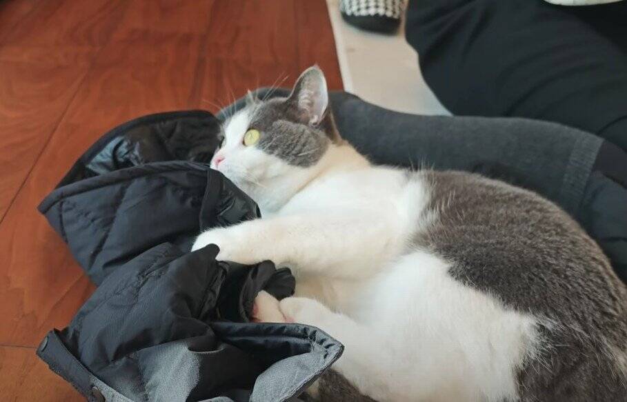 猫好き夫婦が『猫と暮らし始めた9割の人が感じる事』を発表したら…幸せすぎる結論に「いい言葉ですね」「本当にそう思います」共感の声多数