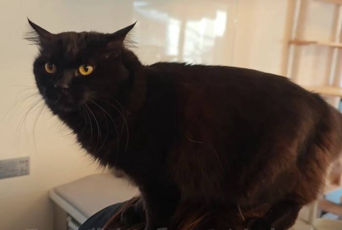 猫好き夫婦が『猫と暮らし始めた9割の人が感じる事』を発表したら…幸せすぎる結論に「いい言葉ですね」「本当にそう思います」共感の声多数