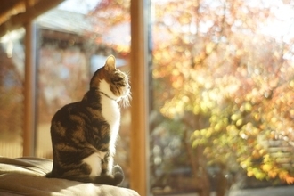 猫が『季節の変わり目』に起こしやすい変化4選　飼い主が意識すべき体調管理のポイントまで