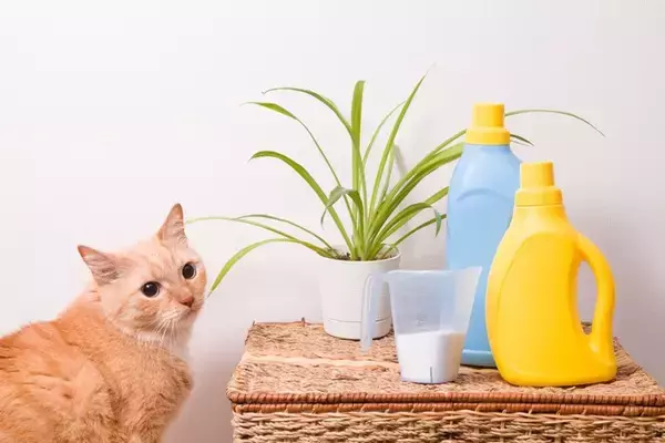猫との暮らしで『部屋干し』するときの注意点3つ　愛猫を苦しめている可能性も…？