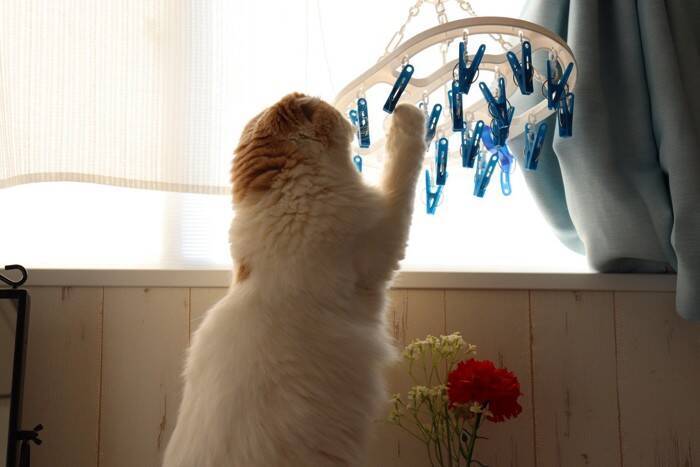 猫との暮らしで『部屋干し』するときの注意点3つ　愛猫を苦しめている可能性も…？