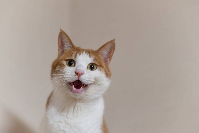 猫が鳴いたときに聞こえがちな『人間の言葉』4選　もしかして理解できているの？考えられる心理まで