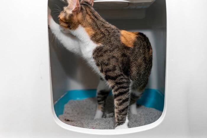 猫のトイレに『カバー』は必要なの？メリット・デメリットや考慮したいポイント