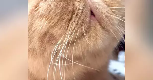 ぐっすりとお昼寝するネコ→鼻を見ると……まさかの光景が41万再生「漫画みたいｗ」「初めて見たｗ」「もはや芸術」と絶賛の声続出