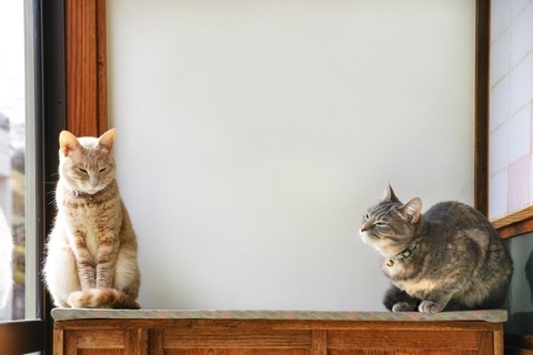 猫同士の間に『上下関係』は存在しているの？優位になる要因や見定めるポイント4選