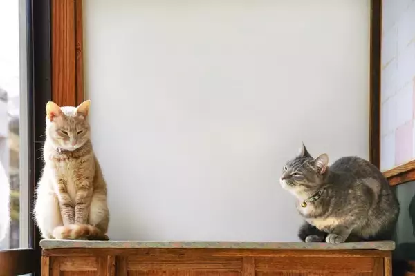 猫同士の間に『上下関係』は存在しているの？優位になる要因や見定めるポイント4選