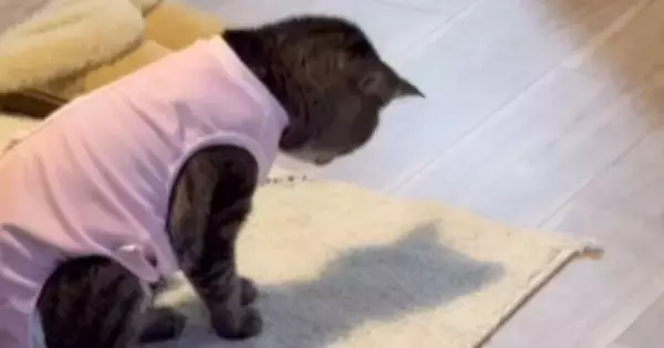 猫が足元にある『自分の影』に気が付いた結果…たまらなく可愛いリアクションが85万再生「後ろから抱きしめたい」「完全に赤ちゃん」と悶絶の声