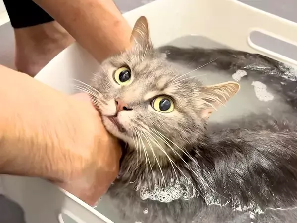 お風呂に入れようとしたら、鳴いて助けを求める猫→シャンプーを始めると…驚きの『態度の変化』が59万再生「偉い子」「かわいい表情」
