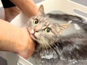 お風呂に入れようとしたら、鳴いて助けを求める猫→シャンプーを始めると…驚きの『態度の変化』が59万再生「偉い子」「かわいい表情」