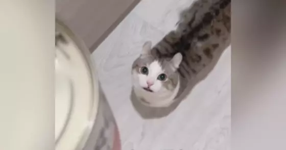 ネコがトマト缶を『猫缶』と勘違いした結果…止まらない『全力アピール』が可愛すぎると123万再生「鳴りやまないｗ」「目の輝きが凄いｗ」
