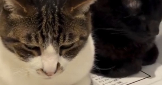 小刻みに揺れる2匹の猫→『乗っている場所』に注目すると…まさかの光景が518万再生「顔が素晴らしすぎるｗ」「脂肪を分解してるね」と話題