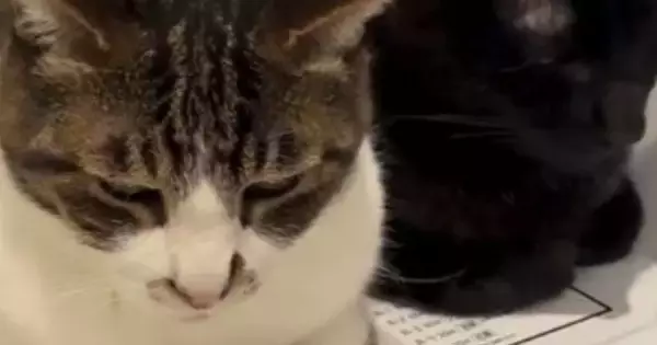 小刻みに揺れる2匹の猫→『乗っている場所』に注目すると…まさかの光景が518万再生「顔が素晴らしすぎるｗ」「脂肪を分解してるね」と話題