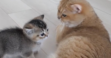 部屋でくつろぐママ猫のもとへ、子猫たちが次々と甘えにやってきて…ほっこりする光景に「愛情がすごい」「とっても優しいね」と反響