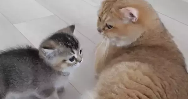 部屋でくつろぐママ猫のもとへ、子猫たちが次々と甘えにやってきて…ほっこりする光景に「愛情がすごい」「とっても優しいね」と反響