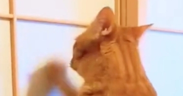 今まで障子を破っていた猫→『プラスチック製』に変わった結果…『可愛すぎる反応』に15万いいね「わかってやってるなｗ」「不満そうｗ」