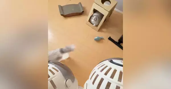 動物病院へ向かう兄妹猫→キャリーを持ってくると…あまりにも正反対な『リアクション』に反響「イヤーって泣いてるのが可愛いｗ」