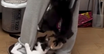 元気いっぱいな子猫たち→『ごはんの準備』を始めると…とんでもない状況に２万いいね「ご飯をくれるキャットタワーｗ」「痛い痛いｗｗ」