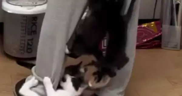 元気いっぱいな子猫たち→『ごはんの準備』を始めると…とんでもない状況に２万いいね「ご飯をくれるキャットタワーｗ」「痛い痛いｗｗ」