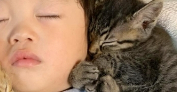 ソファを見たら、『赤ちゃんと子猫たち』が集まっていて…とんでもなく尊い『お昼寝の様子』に２万いいね「反則級の可愛さ」「幸せしかない」