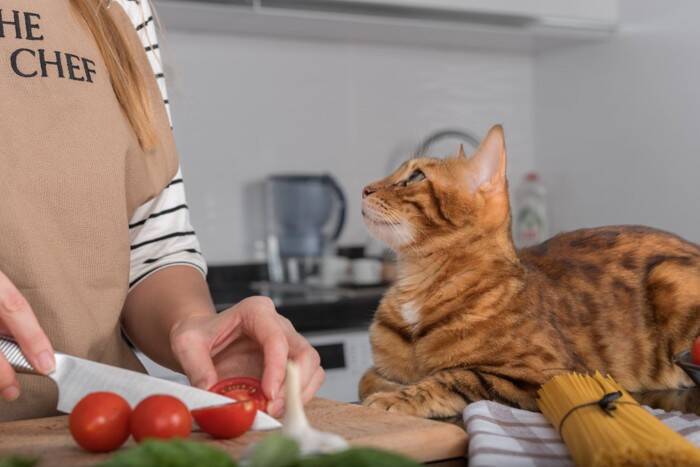 猫の『免疫力』を上げてくれる6つの食材　体づくりを支える栄養素や食事に取り入れるときの注意点