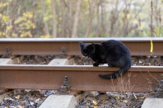 ネズミ駆除や乗客の出迎えをこなして人気の「カフェの黒猫」が、新たに「駅猫」に任命される　英国