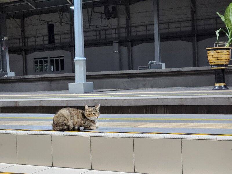 ネズミ駆除や乗客の出迎えをこなして人気の「カフェの黒猫」が、新たに「駅猫」に任命される　英国