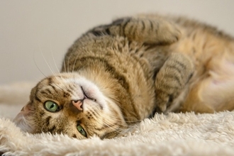 猫から飼い主への『愛情度』が示されているサイン3つ　気付いてあげたい仕草や上手な応え方まで