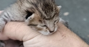 散歩中に犬が見つけた『目も開いていない赤ちゃん猫』を保護…1か月後の光景に「幸せになったなぁ〜」「天使を拾ったんだね」と11万いいね