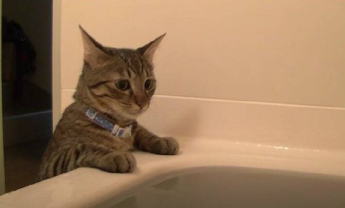 猫が『飼い主のお風呂中』に侵入した結果…興味津々な様子が面白すぎると27万9000再生「飲むなｗｗ」「好奇心旺盛だね」の声