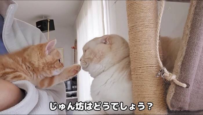 初めてハスキー犬と子猫を会わせてみた結果が……挨拶で見せた"反応"が尊すぎると31万再生「可愛いが溢れてる」「優しい世界」