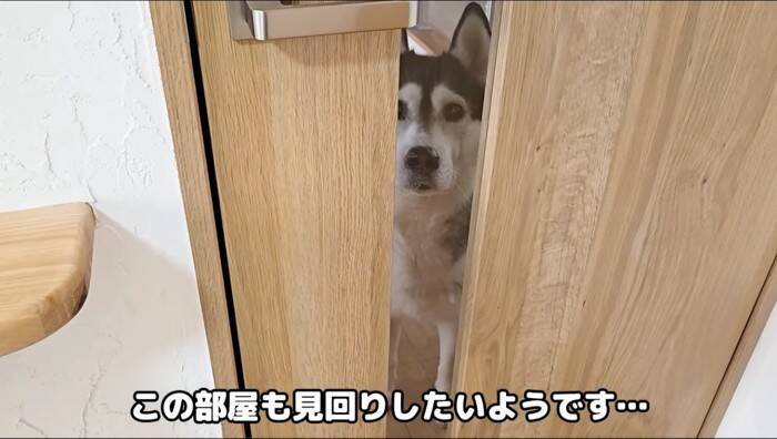 初めてハスキー犬と子猫を会わせてみた結果が……挨拶で見せた"反応"が尊すぎると31万再生「可愛いが溢れてる」「優しい世界」