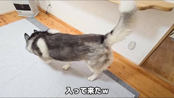 初めてハスキー犬と子猫を会わせてみた結果が……挨拶で見せた"反応"が尊すぎると31万再生「可愛いが溢れてる」「優しい世界」