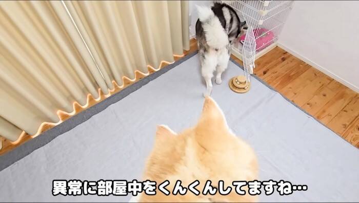 初めてハスキー犬と子猫を会わせてみた結果が……挨拶で見せた"反応"が尊すぎると31万再生「可愛いが溢れてる」「優しい世界」