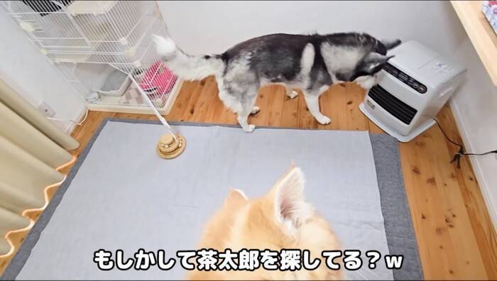 初めてハスキー犬と子猫を会わせてみた結果が……挨拶で見せた"反応"が尊すぎると31万再生「可愛いが溢れてる」「優しい世界」