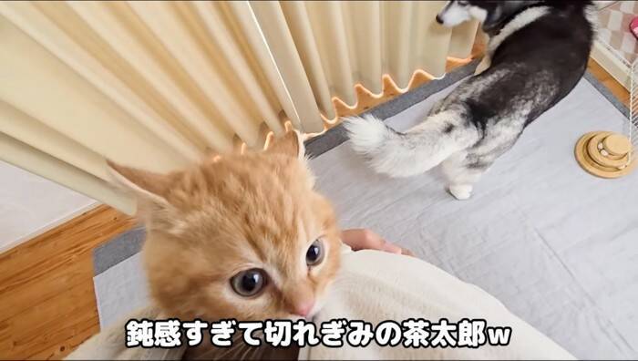 初めてハスキー犬と子猫を会わせてみた結果が……挨拶で見せた"反応"が尊すぎると31万再生「可愛いが溢れてる」「優しい世界」